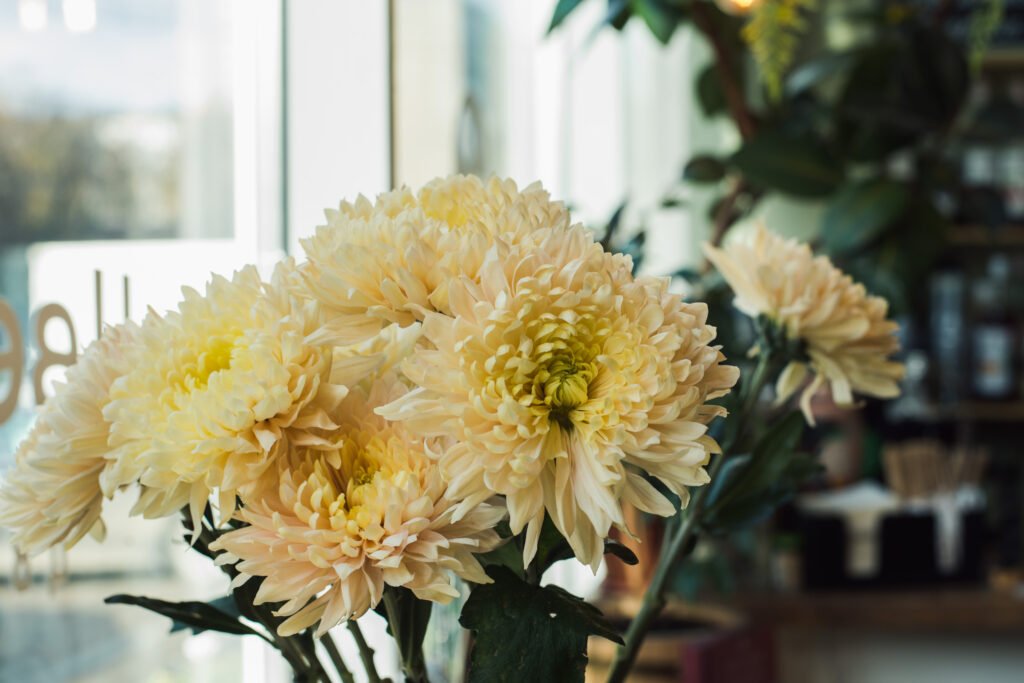 bouquet de chrysanthème 