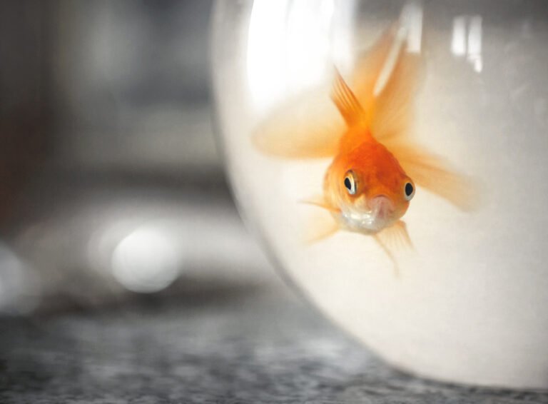 poisson rouge dans son bocal qui symbolyse l'ennui