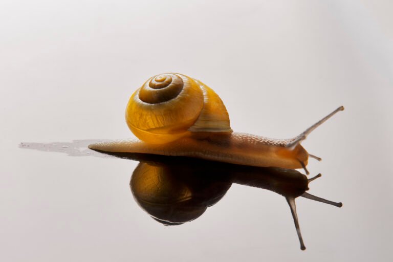 bave d'escargot sur une vitre