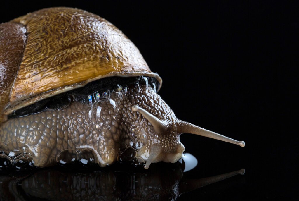 escargot baveux sur une vitre noire
